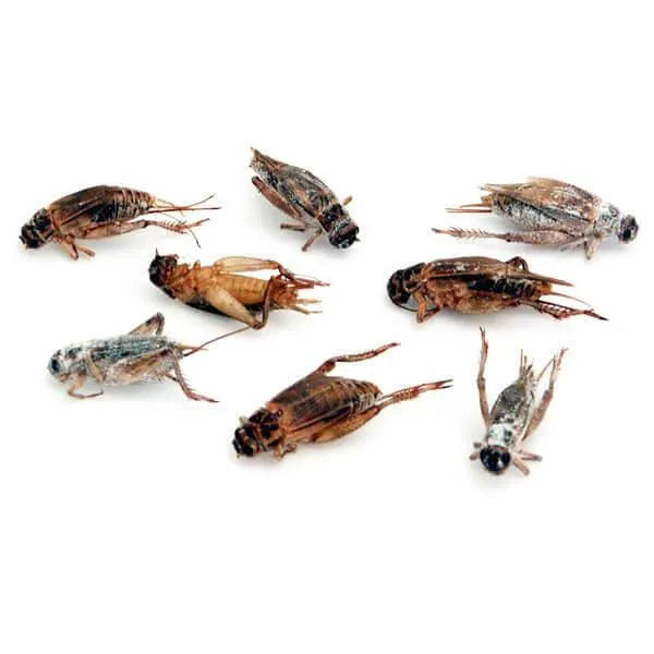 Crickets Snack Packs - 3 Flavor: 24-Piece Box