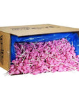 Dum Dums Hot Pink Party Pops - Watermelon: 5LB Bag