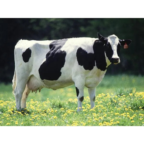 Salt Water Taffy - Holstein Cow Spotted: 5LB Bag